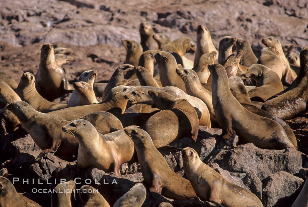 California sea lion colony, Los Coronado Islands. Coronado Islands (Islas Coronado), Baja California, Mexico, Zalophus californianus, natural history stock photograph, photo id 03078