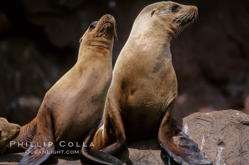 California sea lions, Los Coronado Islands. Coronado Islands (Islas Coronado), Baja California, Mexico, Zalophus californianus, natural history stock photograph, photo id 03086