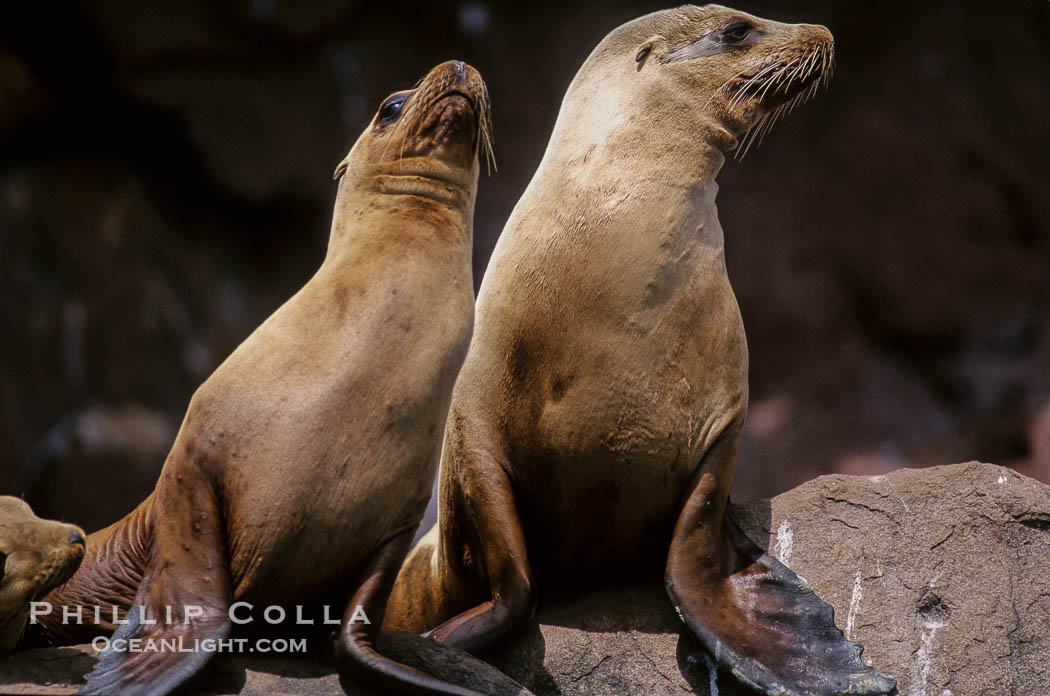 California sea lions, Los Coronado Islands., Zalophus californianus, natural history stock photograph, photo id 03086