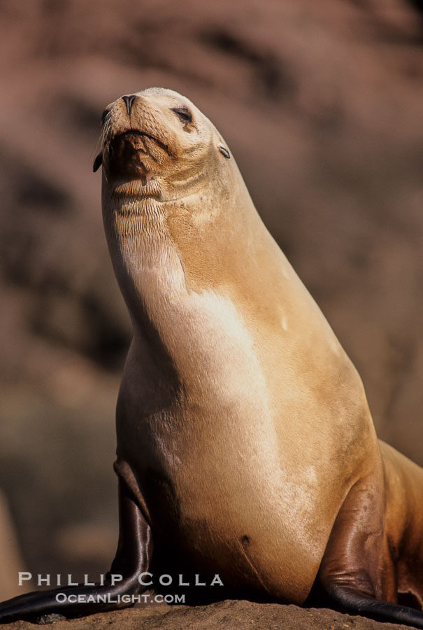 California sea lion, Los Coronado Islands., Zalophus californianus, natural history stock photograph, photo id 03076