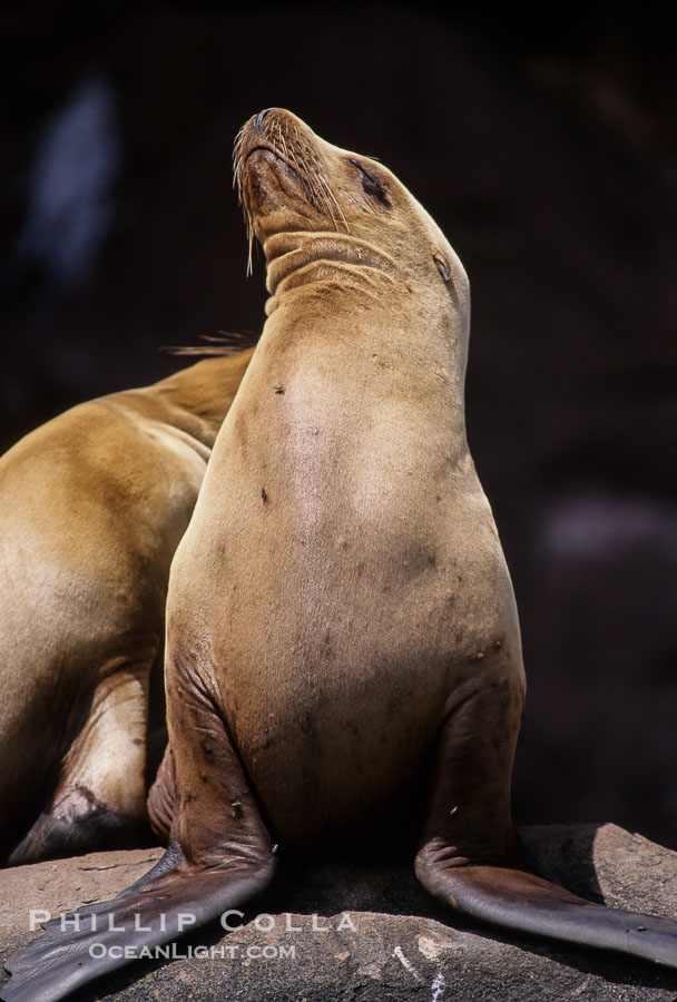 California sea lions, Coronado Islands., Zalophus californianus, natural history stock photograph, photo id 02939