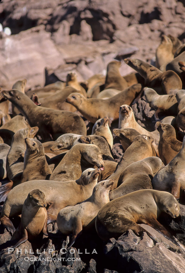 California sea lion colony, Los Coronado Islands., Zalophus californianus, natural history stock photograph, photo id 03079