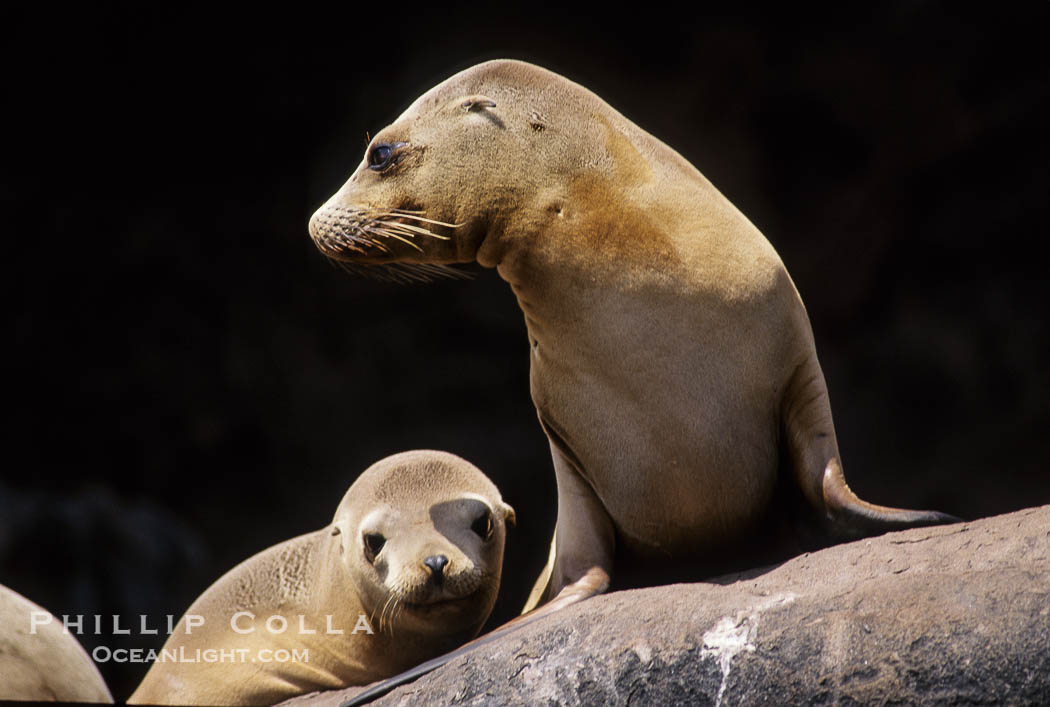 California sea lion, Los Coronado Islands., Zalophus californianus, natural history stock photograph, photo id 03057
