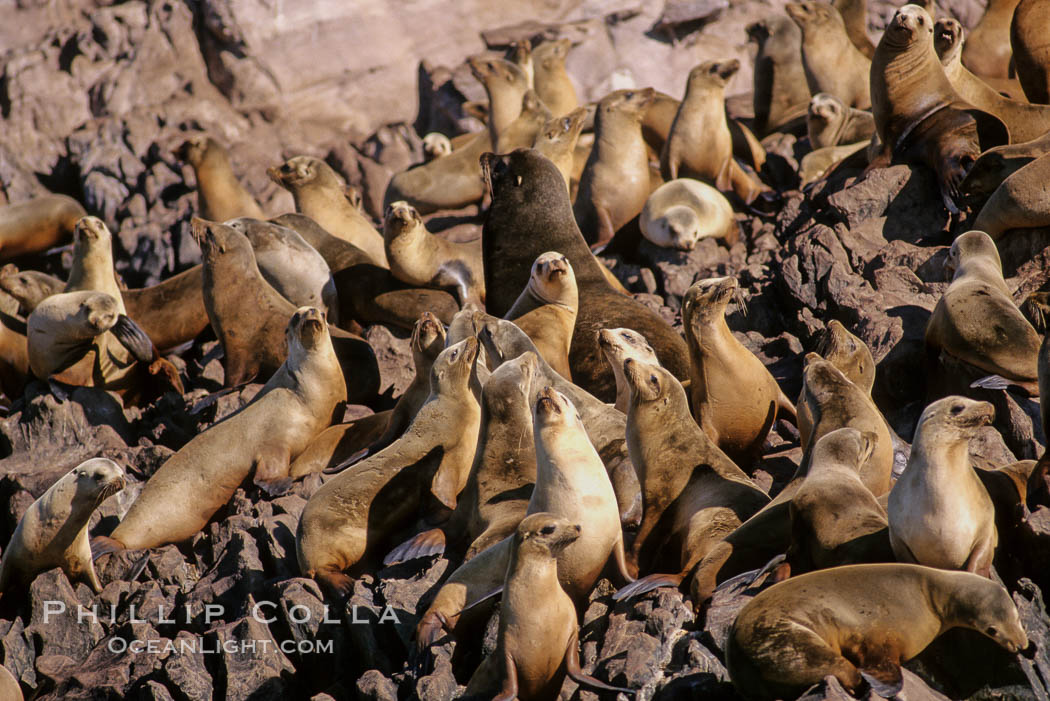 California sea lion colony, Los Coronado Islands. Coronado Islands (Islas Coronado), Baja California, Mexico, Zalophus californianus, natural history stock photograph, photo id 03077