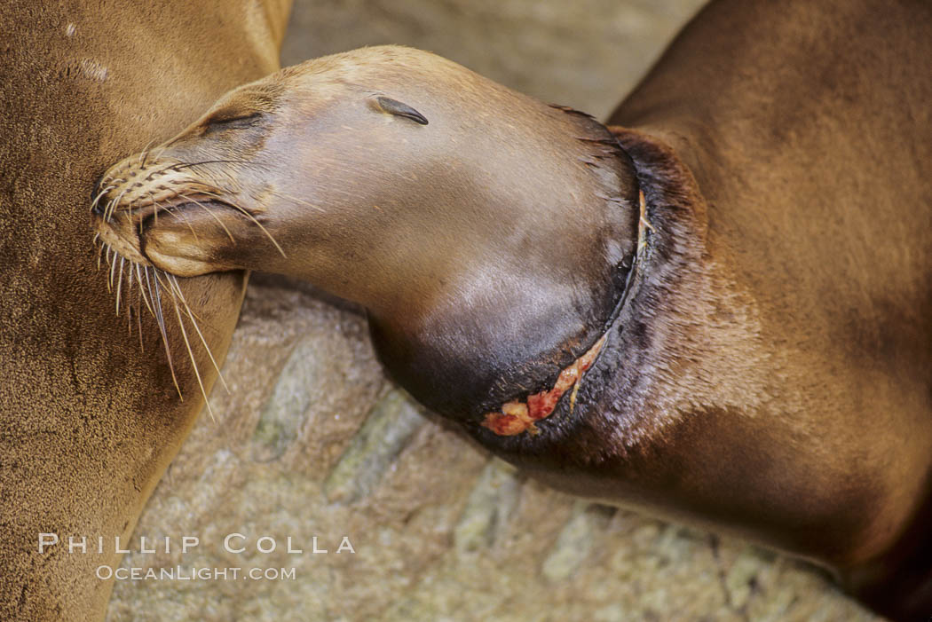 California sea lion, with monofiliment cut, on the Monterey Breakwater. USA, Zalophus californianus, natural history stock photograph, photo id 00958