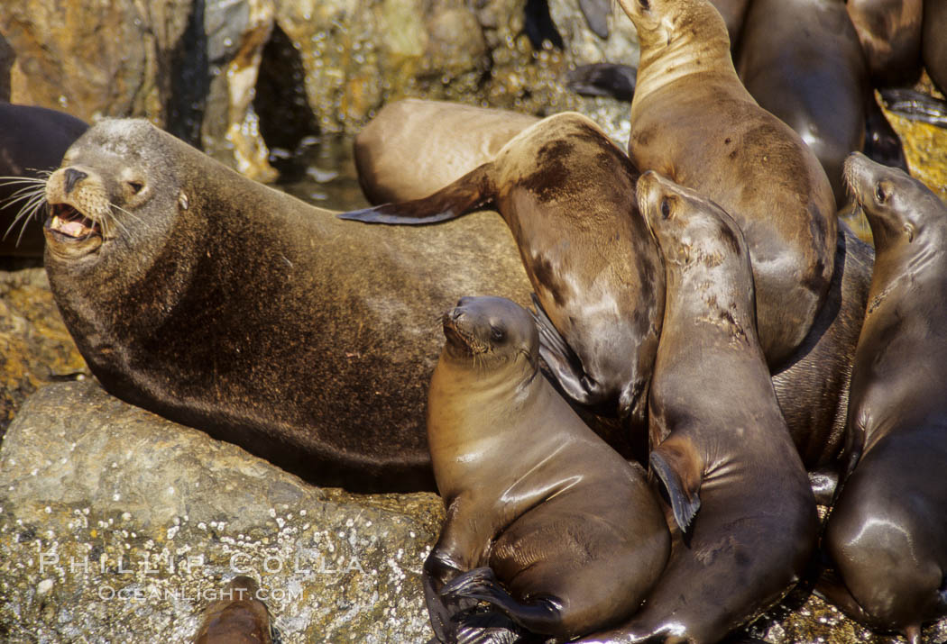 California sea lion colony. Monterey, USA, Zalophus californianus, natural history stock photograph, photo id 03226