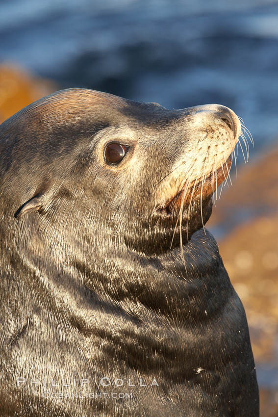 California sea lion, adult male, profile of head showing long whiskers and prominent sagittal crest (cranial crest bone), hauled out on rocks to rest, early morning sunrise light, Monterey breakwater rocks. USA, Zalophus californianus, natural history stock photograph, photo id 21566