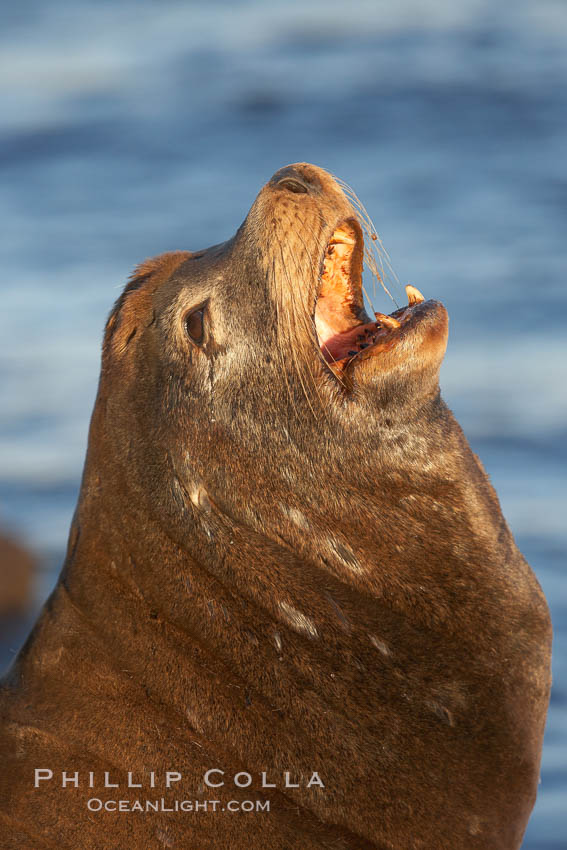 California sea lion, adult male, profile of head showing long whiskers and prominent sagittal crest (cranial crest bone), hauled out on rocks to rest, early morning sunrise light, Monterey breakwater rocks. USA, Zalophus californianus, natural history stock photograph, photo id 21574