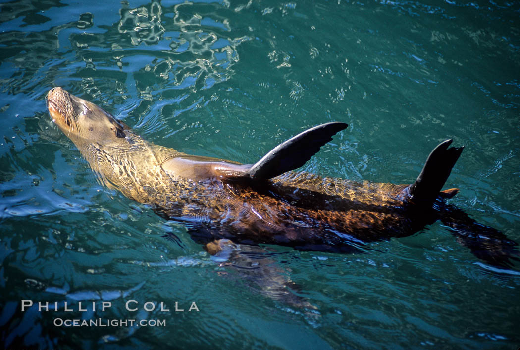 California sea lion, thermoregulating. Monterey, USA, Zalophus californianus, natural history stock photograph, photo id 01956