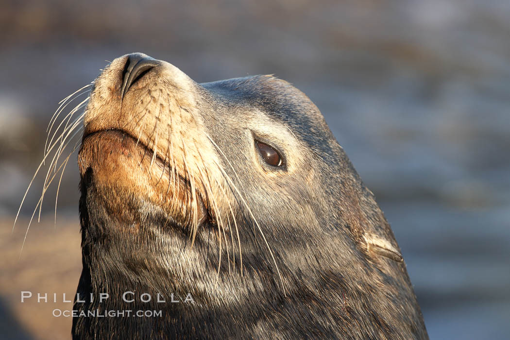 California sea lion, adult male, profile of head showing long whiskers and prominent sagittal crest (cranial crest bone), hauled out on rocks to rest, early morning sunrise light, Monterey breakwater rocks. USA, Zalophus californianus, natural history stock photograph, photo id 21584