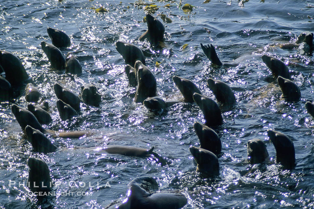California sea lions, rafting., Zalophus californianus, natural history stock photograph, photo id 02915
