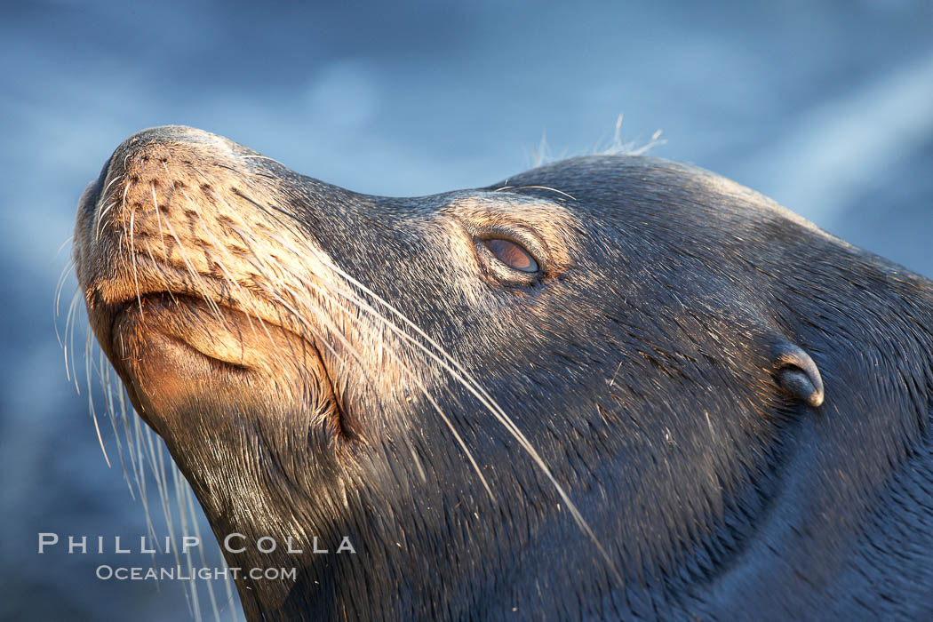 California sea lion, adult male, profile of head showing long whiskers and prominent sagittal crest (cranial crest bone), hauled out on rocks to rest, early morning sunrise light, Monterey breakwater rocks. USA, Zalophus californianus, natural history stock photograph, photo id 21567