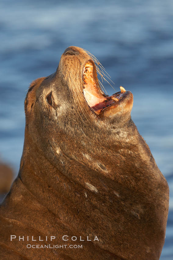 California sea lion, adult male, profile of head showing long whiskers and prominent sagittal crest (cranial crest bone), hauled out on rocks to rest, early morning sunrise light, Monterey breakwater rocks. USA, Zalophus californianus, natural history stock photograph, photo id 21595