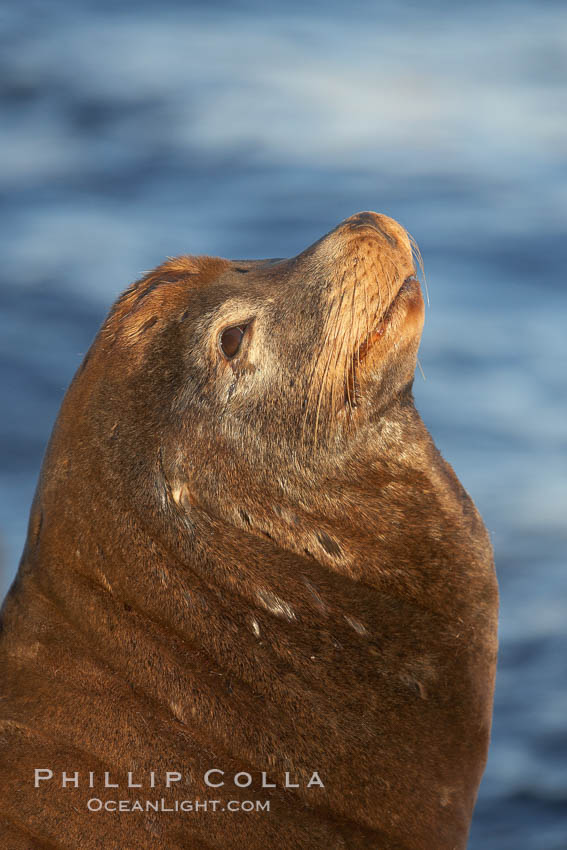 California sea lion, adult male, profile of head showing long whiskers and prominent sagittal crest (cranial crest bone), hauled out on rocks to rest, early morning sunrise light, Monterey breakwater rocks. USA, Zalophus californianus, natural history stock photograph, photo id 21585