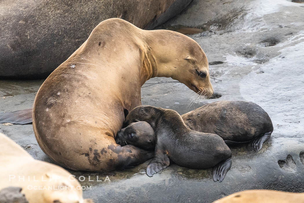 A mother California sea lions nurses two newborn pups. Each mother sea lions gives birth to only one pup each season. While rare, a mother sea lion may adopt an abandoned pup. This mother sea lion has done so, nursing two pups just a few days old at Point La Jolla. USA, natural history stock photograph, photo id 39392