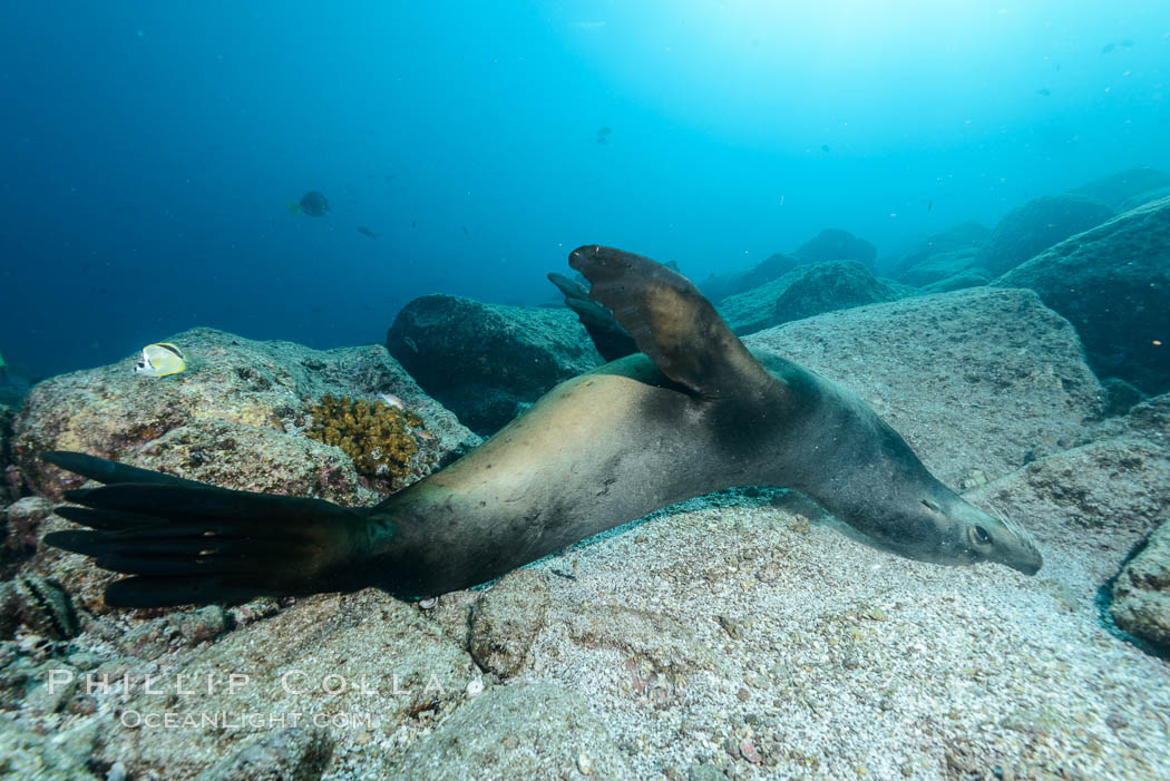 Sea lion scratches its back on underwater stones. Sea of Cortez, Baja California, Mexico, Zalophus californianus, natural history stock photograph, photo id 31243