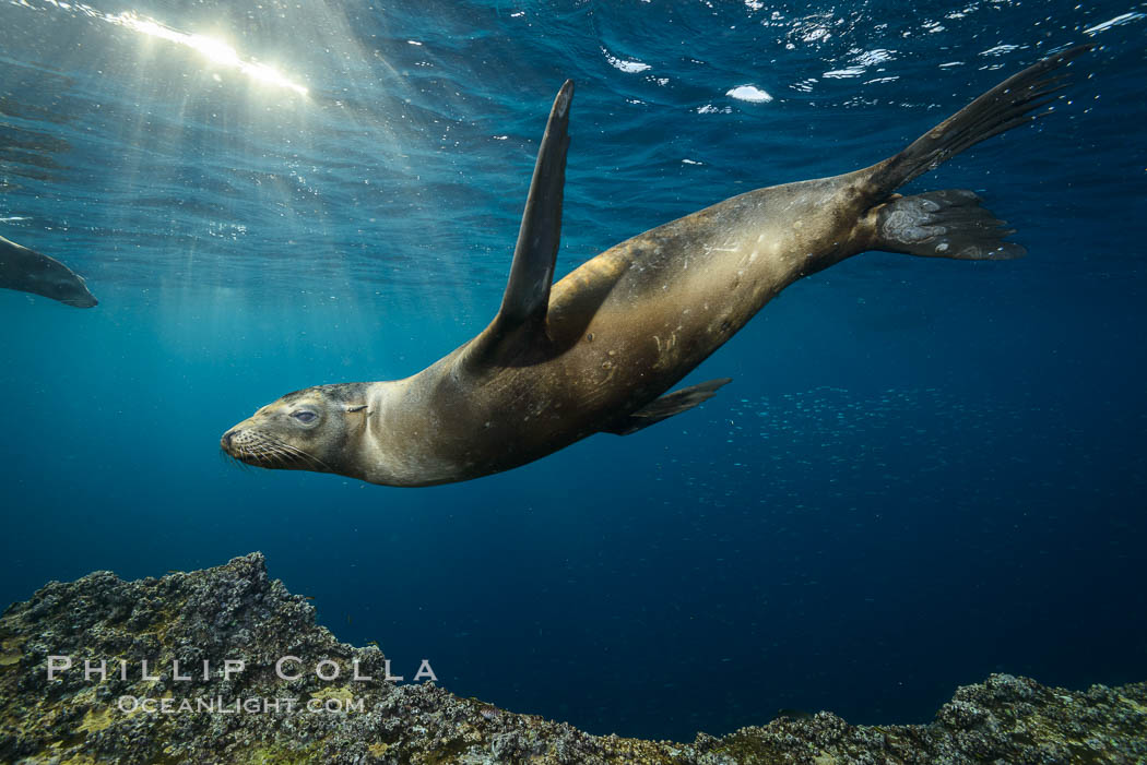 Sea lion underwater in beautiful sunset light. Sea of Cortez, Baja California, Mexico, Zalophus californianus, natural history stock photograph, photo id 31208