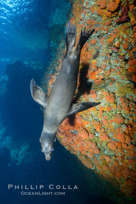 Sea Lion Underwater, Los Islotes, Sea of Cortez. Baja California, Mexico, natural history stock photograph, photo id 32490
