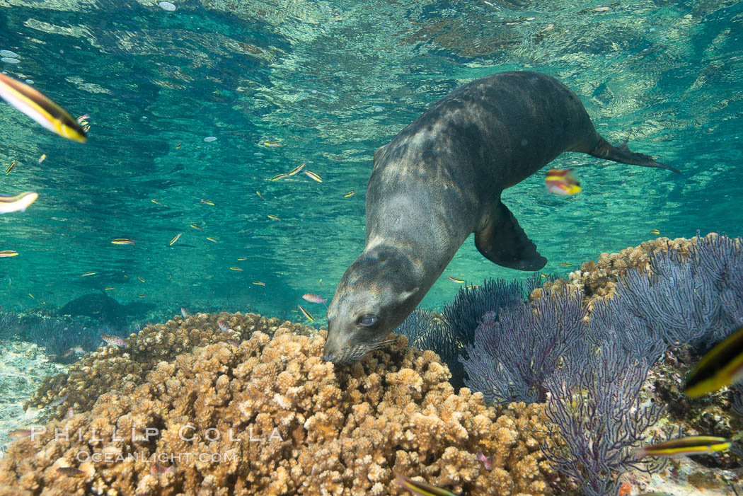 Sea Lion Underwater, Los Islotes, Sea of Cortez. Baja California, Mexico, natural history stock photograph, photo id 32514