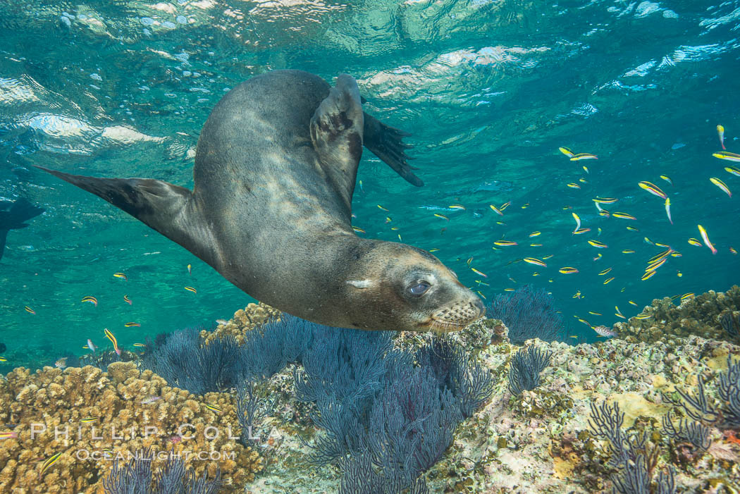 California sea lion underwater, Sea of Cortez, Mexico. Baja California, natural history stock photograph, photo id 33794