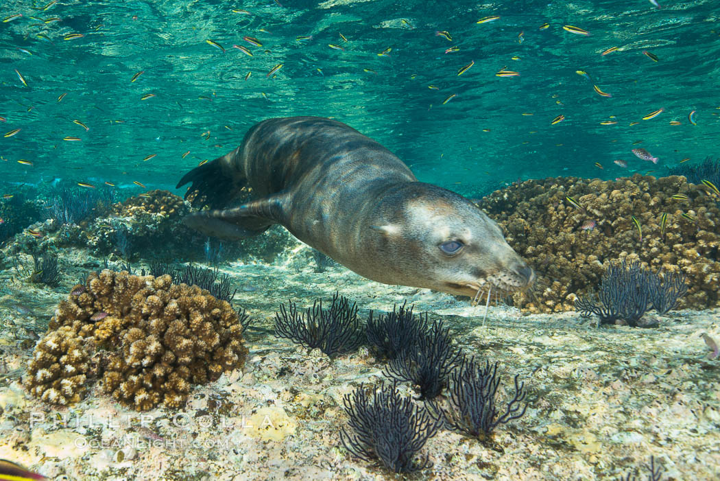 Sea Lion Underwater, Los Islotes, Sea of Cortez. Baja California, Mexico, natural history stock photograph, photo id 32504