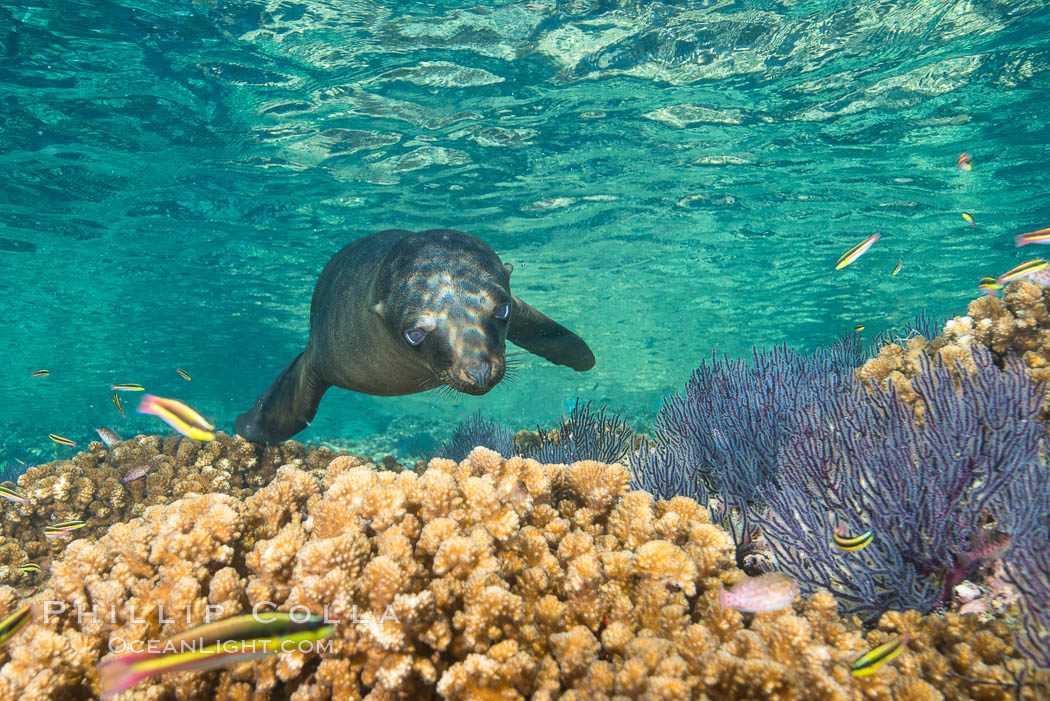 Sea Lion Underwater, Los Islotes, Sea of Cortez. Baja California, Mexico, natural history stock photograph, photo id 32512