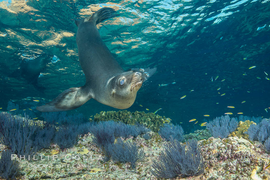 Sea Lion Underwater, Los Islotes, Sea of Cortez. Baja California, Mexico, natural history stock photograph, photo id 32536