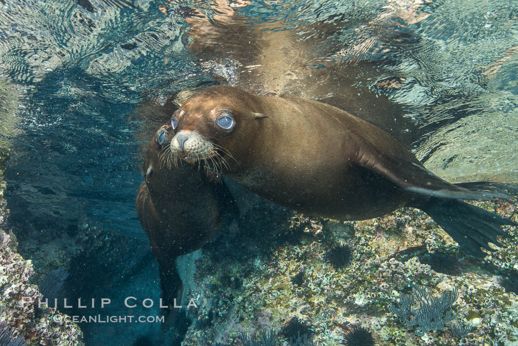 California sea lion underwater, Sea of Cortez, Mexico. Baja California, natural history stock photograph, photo id 33792