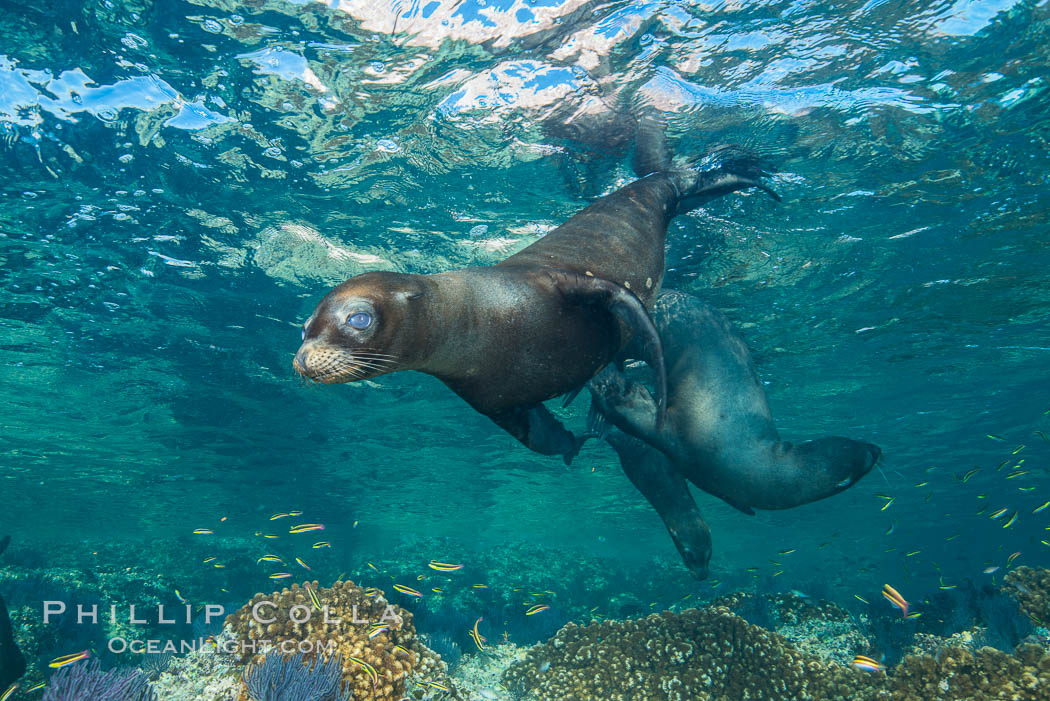 California sea lion underwater, Sea of Cortez, Mexico. Baja California, natural history stock photograph, photo id 33795