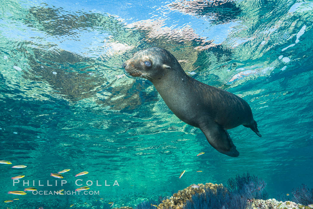 Sea Lion Underwater, Los Islotes, Sea of Cortez. Baja California, Mexico, natural history stock photograph, photo id 32505