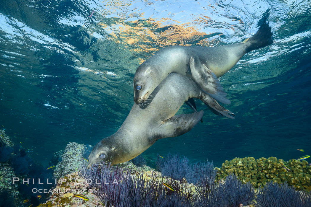 Sea Lion Underwater, Los Islotes, Sea of Cortez. Baja California, Mexico, natural history stock photograph, photo id 32537