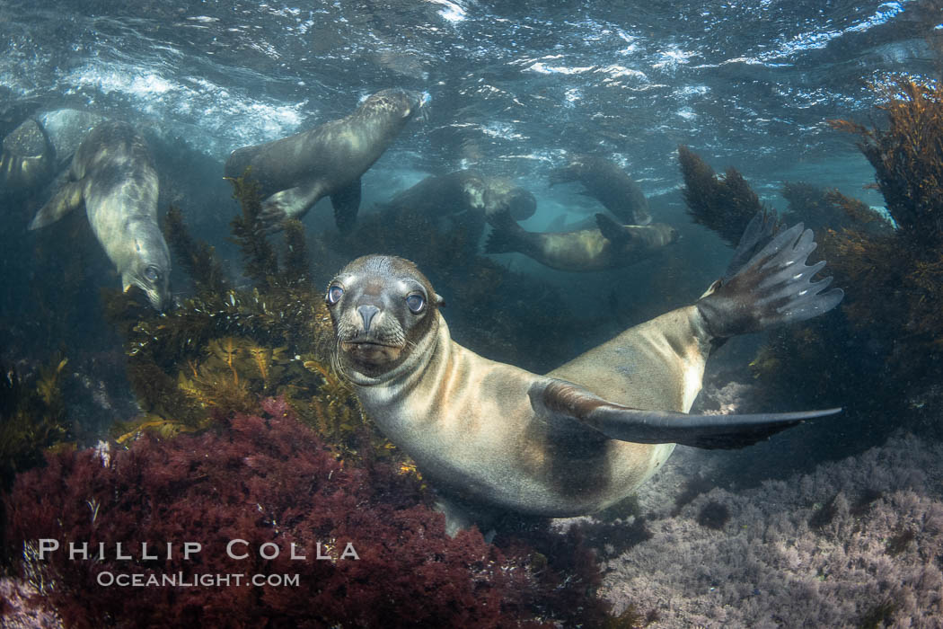 Young sea lions at the Coronado Islands, Baja California, Mexico. Coronado Islands (Islas Coronado), Zalophus californianus, natural history stock photograph, photo id 37314