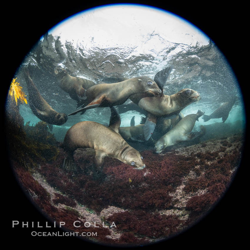 Young sea lions at the Coronado Islands, Baja California, Mexico. Coronado Islands (Islas Coronado), Zalophus californianus, natural history stock photograph, photo id 37307