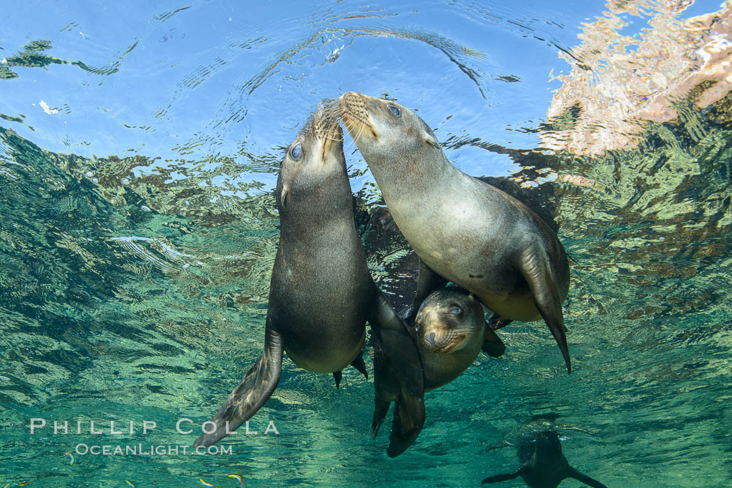 Sea Lions playing in shallow water, Los Islotes, Sea of Cortez