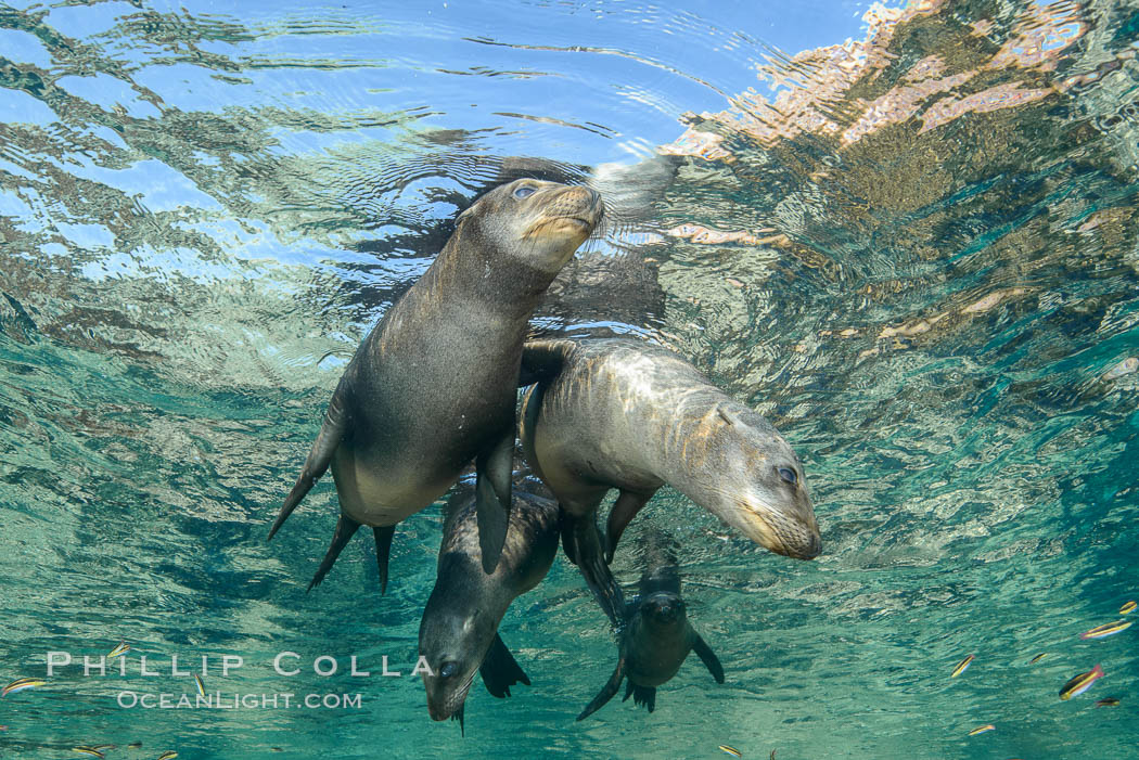 Sea Lions playing in shallow water, Los Islotes, Sea of Cortez. Baja California, Mexico, natural history stock photograph, photo id 32508