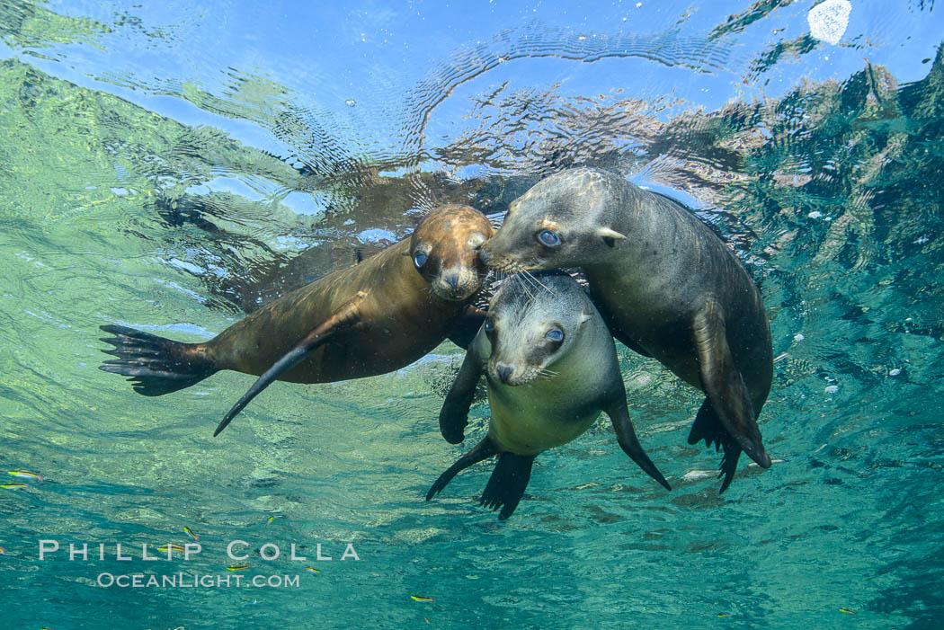 Sea Lions playing in shallow water, Los Islotes, Sea of Cortez. Baja California, Mexico, natural history stock photograph, photo id 32556