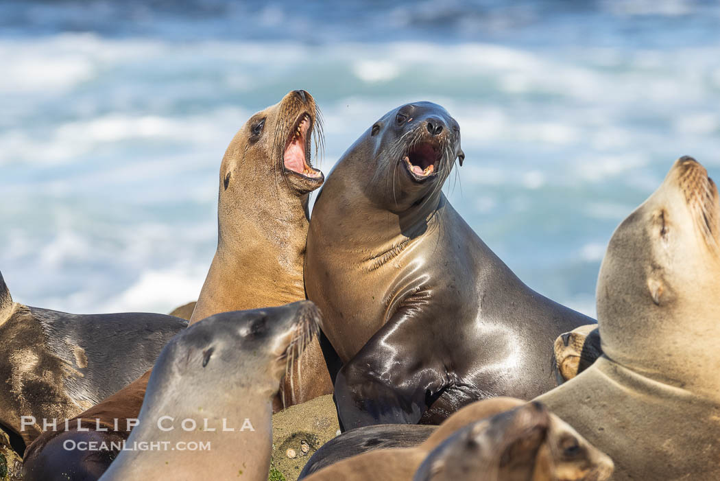 Sea Lions Socializing and Resting, La Jolla., Zalophus californianus, natural history stock photograph, photo id 36822