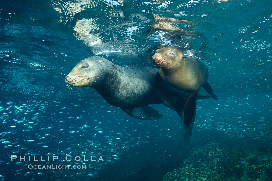 Sea lions underwater, adult male (left) and female (right). Sea of Cortez, Baja California, Mexico, Zalophus californianus, natural history stock photograph, photo id 31218