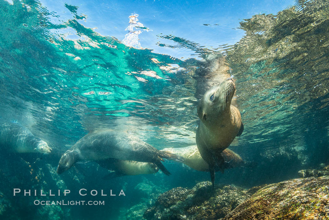Sea Lions Underwater at Lobera San Rafaelito, Sea of Cortez. Baja California, Mexico, natural history stock photograph, photo id 33835