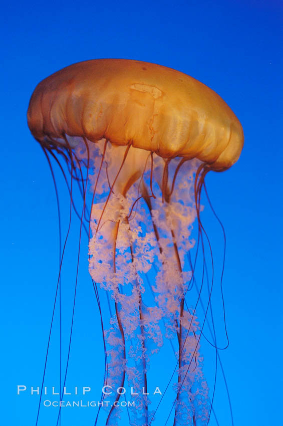Sea nettles., Chrysaora fuscescens, natural history stock photograph, photo id 08962