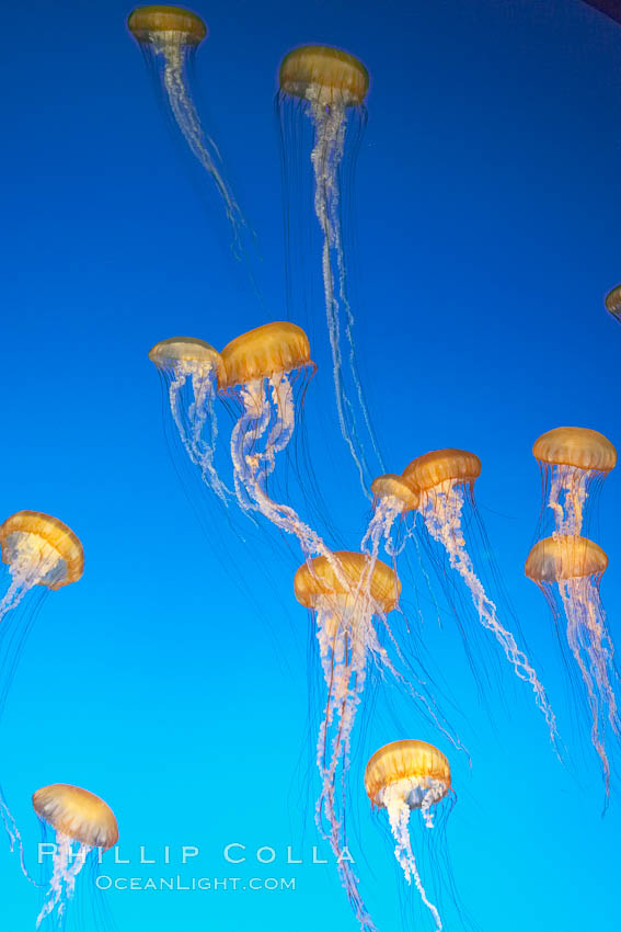 Sea nettles., Chrysaora fuscescens, natural history stock photograph, photo id 14087