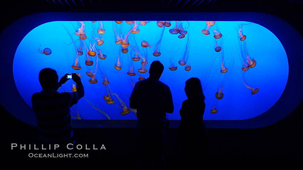Visitors enjoy viewing sea nettle jellyfish at the Monterey Bay Aquarium. California, USA, Chrysaora fuscescens, natural history stock photograph, photo id 21501