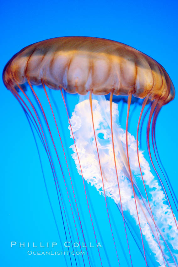 Sea nettle jellyfish., Chrysaora fuscescens, natural history stock photograph, photo id 21512