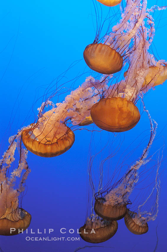 Sea nettles., Chrysaora fuscescens, natural history stock photograph, photo id 08967