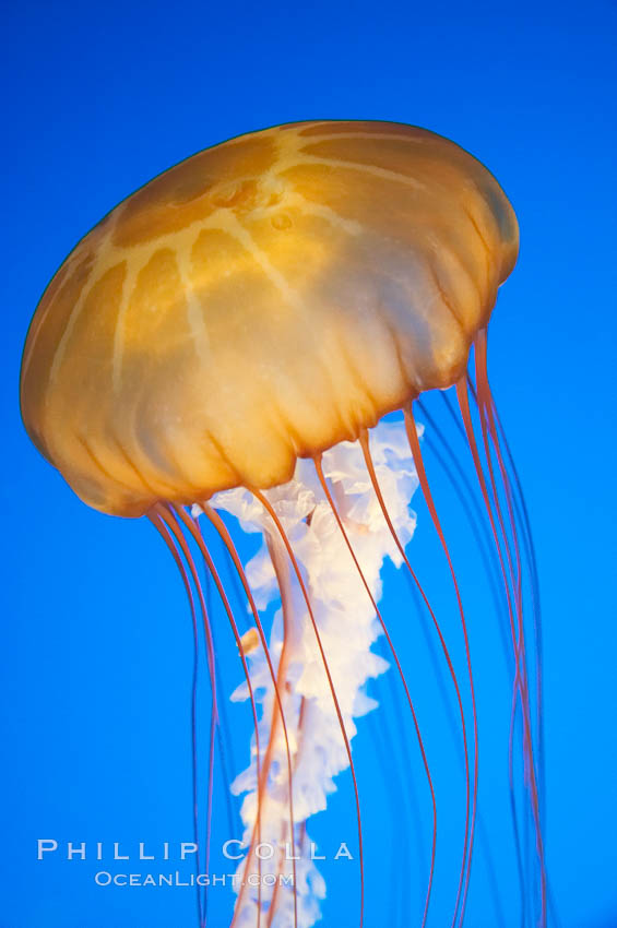 Sea nettles., Chrysaora fuscescens, natural history stock photograph, photo id 14083