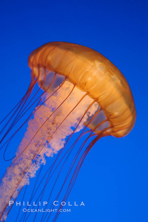 Sea nettles., Chrysaora fuscescens, natural history stock photograph, photo id 08961