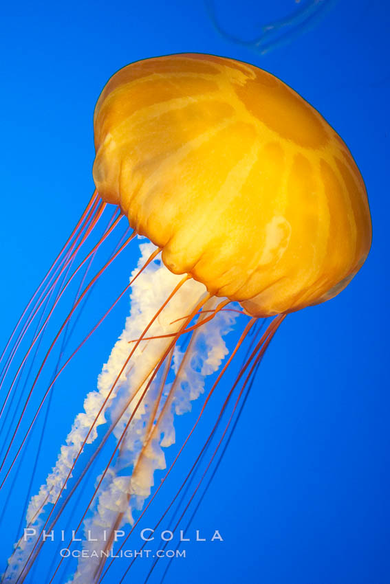 Sea nettles., Chrysaora fuscescens, natural history stock photograph, photo id 14089