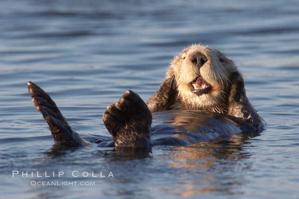 A sea otter, resting on its back, grooms the fur on its head.  A sea otter depends on its fur to keep it warm and afloat, and must groom its fur frequently. Elkhorn Slough National Estuarine Research Reserve, Moss Landing, California, USA, Enhydra lutris, natural history stock photograph, photo id 21610