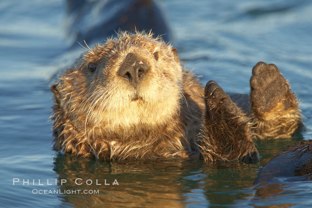 A sea otter resting, holding its paws out of the water to keep them warm and conserve body heat as it floats in cold ocean water. Elkhorn Slough National Estuarine Research Reserve, Moss Landing, California, USA, Enhydra lutris, natural history stock photograph, photo id 21614
