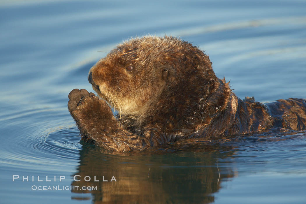 A sea otter, resting on its back, holding its paw out of the water for warmth.  While the sea otter has extremely dense fur on its body, the fur is less dense on its head, arms and paws so it will hold these out of the cold water to conserve body heat. Elkhorn Slough National Estuarine Research Reserve, Moss Landing, California, USA, Enhydra lutris, natural history stock photograph, photo id 21618